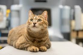 Because many cats and dogs may not show obvious signs of cancer pain and also tend to hide pain as a protective mechanism, identifying the degree of pain and the amount of suffering can be very difficult. Common Cancers In Cats Flint Animal Cancer Center