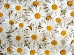 Download and install daisy flower wallpapers app to decorate and personalized your home screen. Daisy Flower Wallpapers Wallpaper Cave