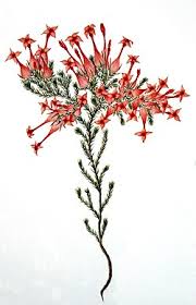 Image result for Erica kingaensis