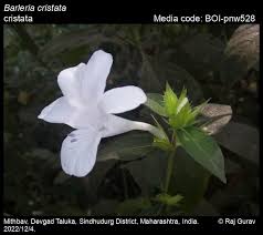 Image result for Barleria cristata