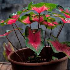 Image result for Caladium