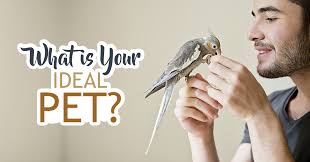 The perfect pet quizzes & trivia. What Is Your Ideal Pet Quiz Quizony Com