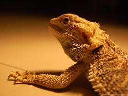 If you're in search of the best bearded dragon wallpaper, you've come to the right place. Free Wallpapers Australian Bearded Dragon Wallpapers Desktop Background