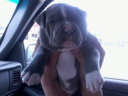 How to care for a 4 week old puppy. 5 Week Old Puppy Feeding Help Go Pitbull Forums