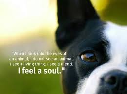 When I Look Into The Eyes Of An Animal Quote Pin By D K On Dogs Dog Friends Dog Quotes Boston Terrier
