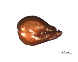 Image result for Centemopsis