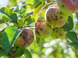 Small bushy tree produces fruit that really taste like peanut butter. Apple Tree Diseases Common Problems Growing Apple Tree