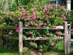 Country Fence Wild Rose Shrubs Print Fence Landscaping Backyard Fences Garden Fencing