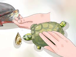 Check out our toy turtle pet selection for the very best in unique or custom, handmade pieces from our shops. 3 Ways To Keep Your Turtle Happy Wikihow