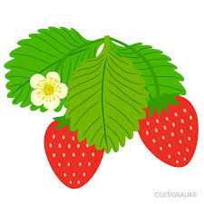 イチゴの花の無料イラスト素材 イラストイメージ
