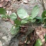 Image result for Mostuea brunonis