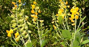 Image result for Crotalaria schliebenii