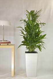 Top 9 Fuss Free Plants That Help Improve Indoor Air Quality Palmier Bambou Planter Bambou Support Plante