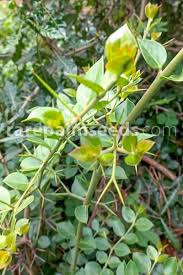 Image result for Carissa bispinosa