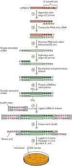 The introduction of dna into a bacterial host cell is called transformation. Cdna Library Construction Service Creative Biolabs