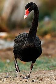 Black Swan Black Swan Bird Black Swan Swan