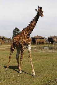 Quick & easy purchase process. Parque Safari Rancagua 2021 All You Need To Know Before You Go With Photos Tripadvisor