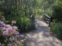 A Leisurely Stroll Through The Sf Botanical Garden In Golden Gate Park Gardenista Botanical Gardens California Botanical Gardens Garden History
