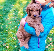 Maybe you would like to learn more about one of these? Goldendoodle Puppies Home Facebook