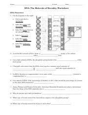 The rules of base pairing tell us that if we can read the sequence of nucleotides on one strand of dna, we can immediately deduce the complementary sequence on the other strand. Advhbio Ch 10 Dna Worksheet 1 Name Period Date Dna The Molecule Of Heredity Worksheet Dna Structure 1 On The Diagram To The Right Circle And Label A Course Hero