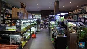 Soliter cupang / aquarium ikan cupang 30 15 20. Bisnis Aquascape Bisa Cuan Rp 180 Juta Bulan Caranya