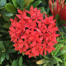 Image result for Ixora narcissodora
