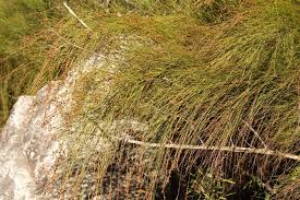 Image result for Platycaulos