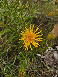 Image result for Berkheya spekeana