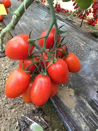 Răsad Roșii Cocktail Oceano F1