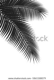 Find vectors of palm leaf. Printable Palm Leaf Black And White Black And White Palm Leaf Wall Art Printables Made In A Day Leaves Template Free Printable Maple Leaf Template Free Printables Printable Stencils Leaf