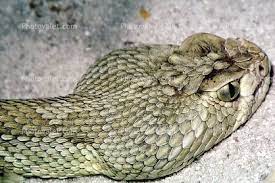 Mojave Green Rattlesnakes Google Search Rattlesnake Deadly Animals Animals Of The World
