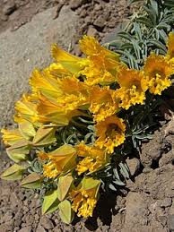 Image result for Tropaeolaceae