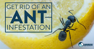 Check spelling or type a new query. Learn More About Ants And How To Get Rid Of An Infestation