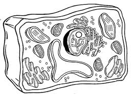 Which cell has green, dark green and large blue organelles? Plant Cell Coloring Plant Cells Worksheet Animal Cells Worksheet Plant Cell Diagram