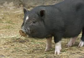 10 Animales Para Tener En Casa Descubre Cual Es El Ideal Para Ti