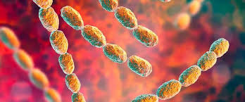 Image result for chancroid