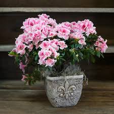 Azalea Plant New Arrivals In Bengaluru Garden World Id 14535374273