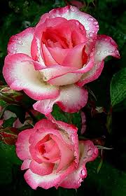 From Google Page Love Beautiful Rose Flowers Amazing Flowers Love Flowers