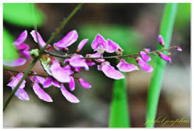 Image result for Indigofera kaessneri
