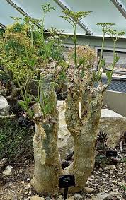 Image result for Cyphostemma glandulosissimum