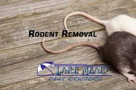 Eliminate rat & mice problems quickly, all work guaranteed with service plan. Lake Mead Pest Control Service Residential Commercial Termite Inspections Rodent Removal Scorpion Eradication Henderson Las Vegas Boulder City Nv