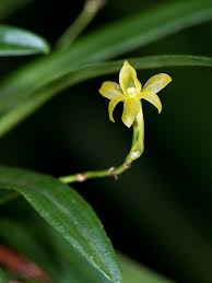 Image result for Angraecum sacciferum