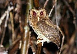 Celepuk jawa atau otus angelinae adalah jenis burung hantu yang endemik pulau jawa. Download Suara Burung Hantu Jawa Di Malam Hari Mp3 Harga