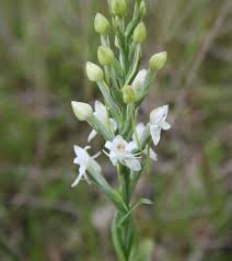 Image result for Habenaria zambesina