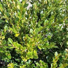 2 5 Qt Wintergreen Boxwood Live Shrub Plant Glossy Dark Green Foliage 0617q The Home Depot Wintergreen Boxwood Planting Shrubs Plants