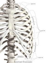 Classification Of Human Ribs Human Ribs Classification Of Humans Skeleton Anatomy