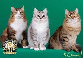 These cats are often compared to dogs in the way that they interact with their family! Siberian The Cat Fanciers Association Inc