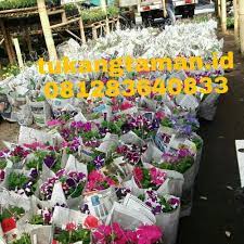 Mungkin saja anda lebih tahu dan mampu mendeskripsikan secara lebih mengenai tanaman vinca gantung import bunga merah muda ini, telah ini telah banyak dibudidayakan dikebun bibit bandung desa cihideung inicocok untuk dijadikan sebagai tanaman gantung yang dapat mekar sepanjang tahun. Jual Jual Tanaman Hias Gantung Petunia Bunga Petunia Warna Warni Kab Bogor Jasa Taman Jakarta Tokopedia