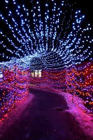 Calgary Zoo Lights Tunnel Of Love Zoo Lights Winter Pictures Tunnel Of Love