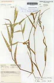 Image result for Arthraxon lancifolius